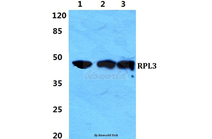 Anti-RPL3 Antibody from Bioworld Technology (BS5904) - Antibodies.com