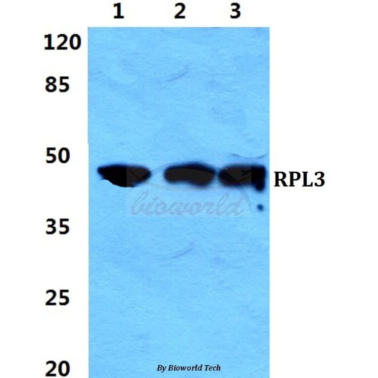Anti-RPL3 Antibody from Bioworld Technology (BS5904) - Antibodies.com