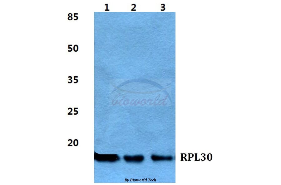 Anti-RPL30 Antibody from Bioworld Technology (BS5905) - Antibodies.com