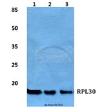 Anti-RPL30 Antibody from Bioworld Technology (BS5905) - Antibodies.com