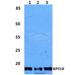 Anti-RPS18 Antibody from Bioworld Technology (BS5906) - Antibodies.com