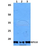 Anti-RPS18 Antibody from Bioworld Technology (BS5906) - Antibodies.com