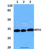 Anti-RPS2 Antibody from Bioworld Technology (BS5908) - Antibodies.com