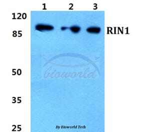 Anti-RIN1 Antibody from Bioworld Technology (BS5911) - Antibodies.com