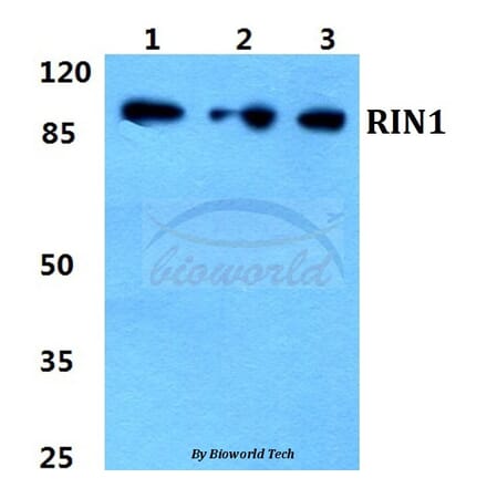 Anti-RIN1 Antibody from Bioworld Technology (BS5911) - Antibodies.com