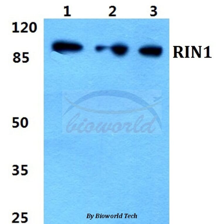 Anti-RIN1 Antibody from Bioworld Technology (BS5911) - Antibodies.com