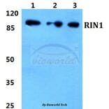 Anti-RIN1 Antibody from Bioworld Technology (BS5911) - Antibodies.com