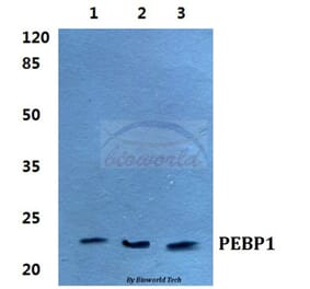 Anti-PEBP1 Antibody from Bioworld Technology (BS5912) - Antibodies.com