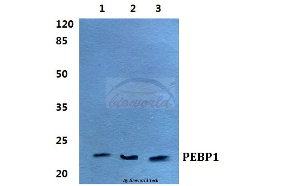 Anti-PEBP1 Antibody from Bioworld Technology (BS5912) - Antibodies.com