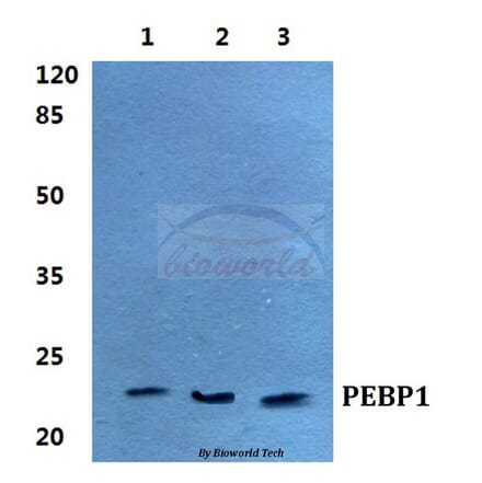 Anti-PEBP1 Antibody from Bioworld Technology (BS5912) - Antibodies.com
