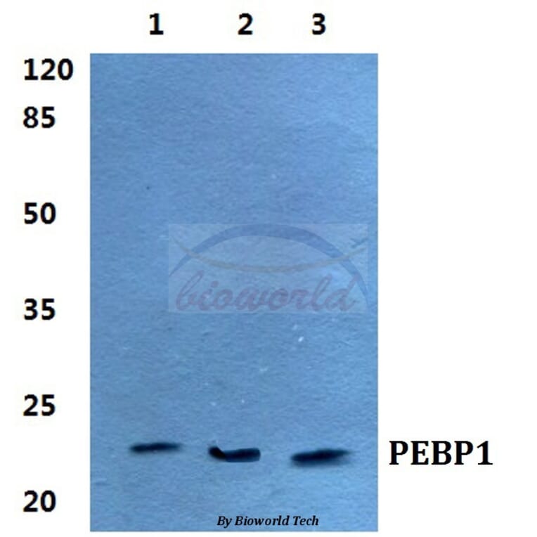 Anti-PEBP1 Antibody from Bioworld Technology (BS5912) - Antibodies.com