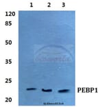 Anti-PEBP1 Antibody from Bioworld Technology (BS5912) - Antibodies.com