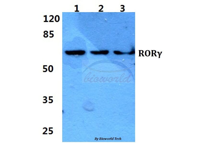 Anti-RORγ Antibody from Bioworld Technology (BS5915) - Antibodies.com