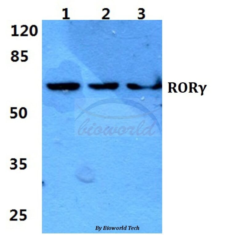 Anti-RORγ Antibody from Bioworld Technology (BS5915) - Antibodies.com