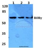Anti-RORγ Antibody from Bioworld Technology (BS5915) - Antibodies.com