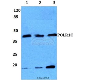 Anti-POLR1C Antibody from Bioworld Technology (BS5916) - Antibodies.com