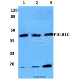 Anti-POLR1C Antibody from Bioworld Technology (BS5916) - Antibodies.com