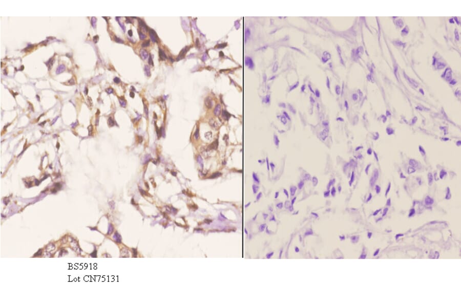 Anti-RTCD1 Antibody from Bioworld Technology (BS5918) - Antibodies.com