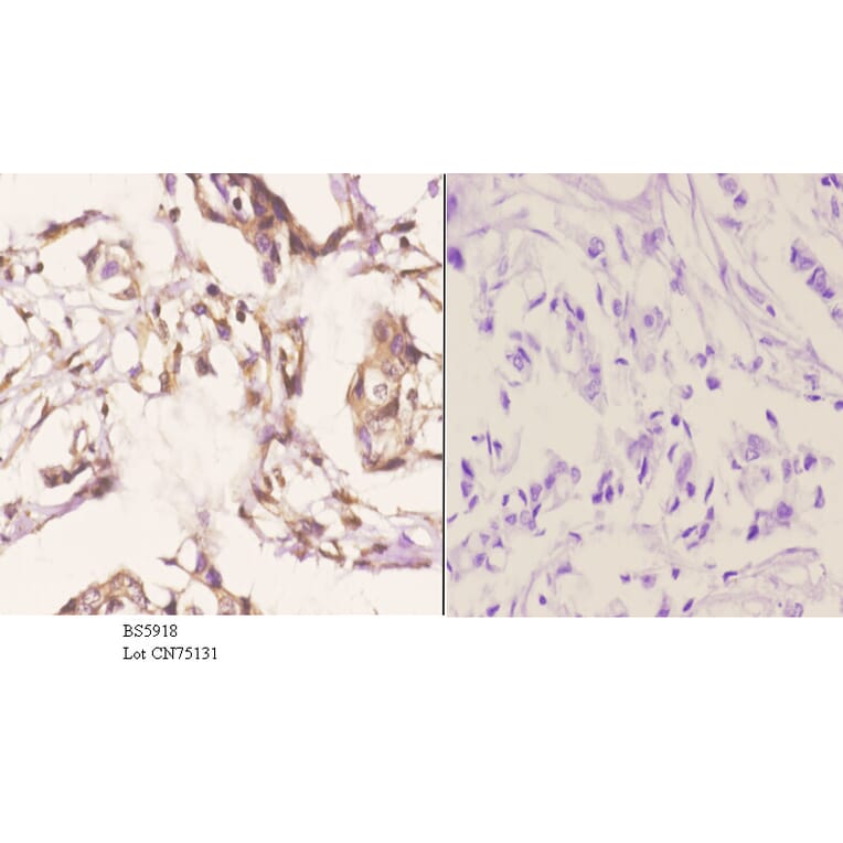 Anti-RTCD1 Antibody from Bioworld Technology (BS5918) - Antibodies.com
