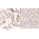 Anti-RTCD1 Antibody from Bioworld Technology (BS5918) - Antibodies.com