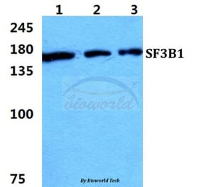 Anti-SF3B1 Antibody from Bioworld Technology (BS5919) - Antibodies.com