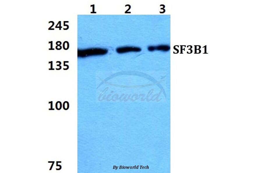 Anti-SF3B1 Antibody from Bioworld Technology (BS5919) - Antibodies.com