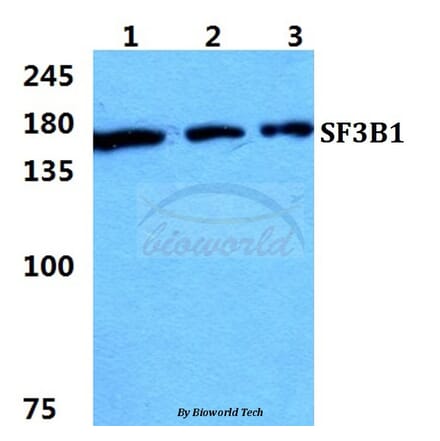 Anti-SF3B1 Antibody from Bioworld Technology (BS5919) - Antibodies.com