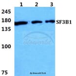 Anti-SF3B1 Antibody from Bioworld Technology (BS5919) - Antibodies.com