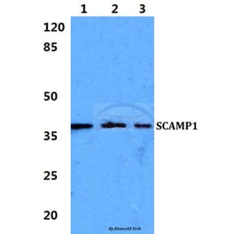 Anti-SCAMP1 Antibody from Bioworld Technology (BS5921) - Antibodies.com