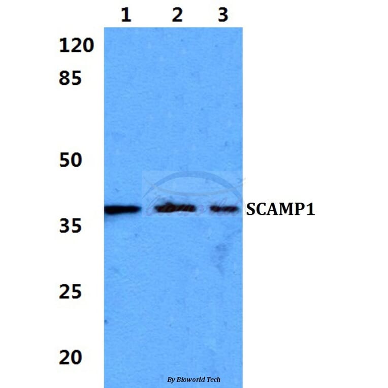 Anti-SCAMP1 Antibody from Bioworld Technology (BS5921) - Antibodies.com