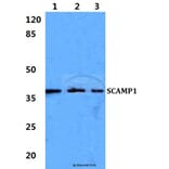 Anti-SCAMP1 Antibody from Bioworld Technology (BS5921) - Antibodies.com