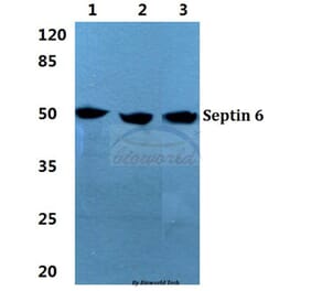 Anti-Septin 6 Antibody from Bioworld Technology (BS5925) - Antibodies.com