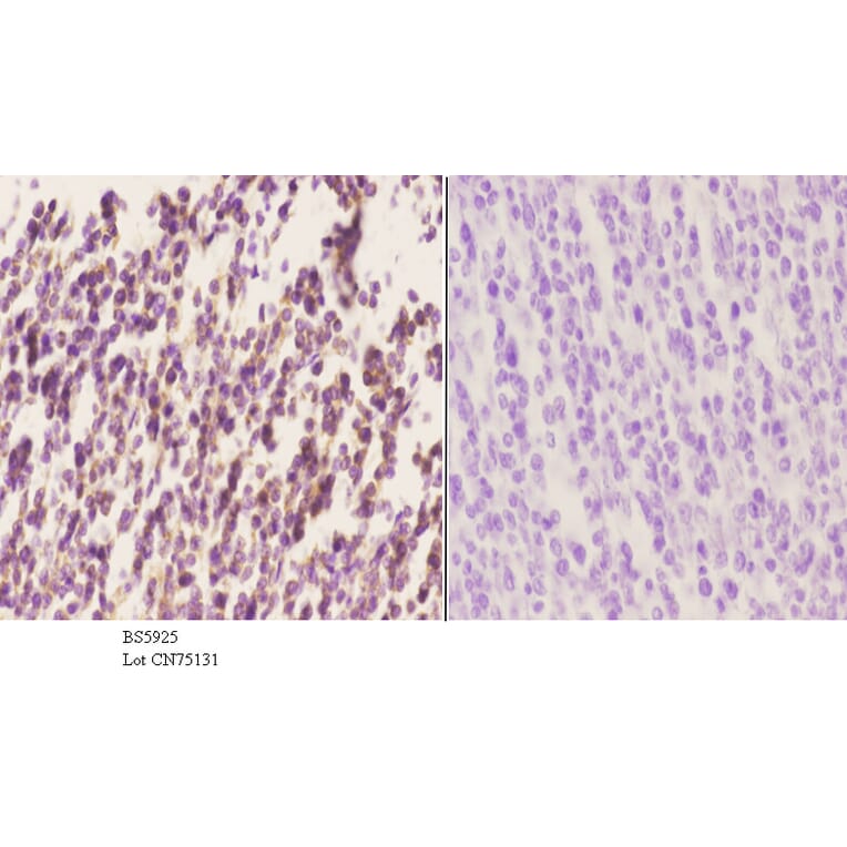 Anti-Septin 6 Antibody from Bioworld Technology (BS5925) - Antibodies.com