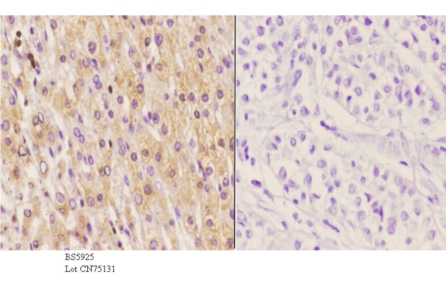 Anti-Septin 6 Antibody from Bioworld Technology (BS5925) - Antibodies.com