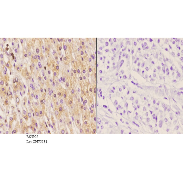 Anti-Septin 6 Antibody from Bioworld Technology (BS5925) - Antibodies.com