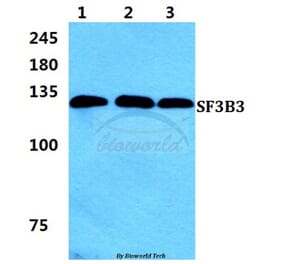 Anti-SF3B3 Antibody from Bioworld Technology (BS5926) - Antibodies.com