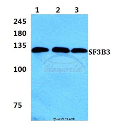 Anti-SF3B3 Antibody from Bioworld Technology (BS5926) - Antibodies.com