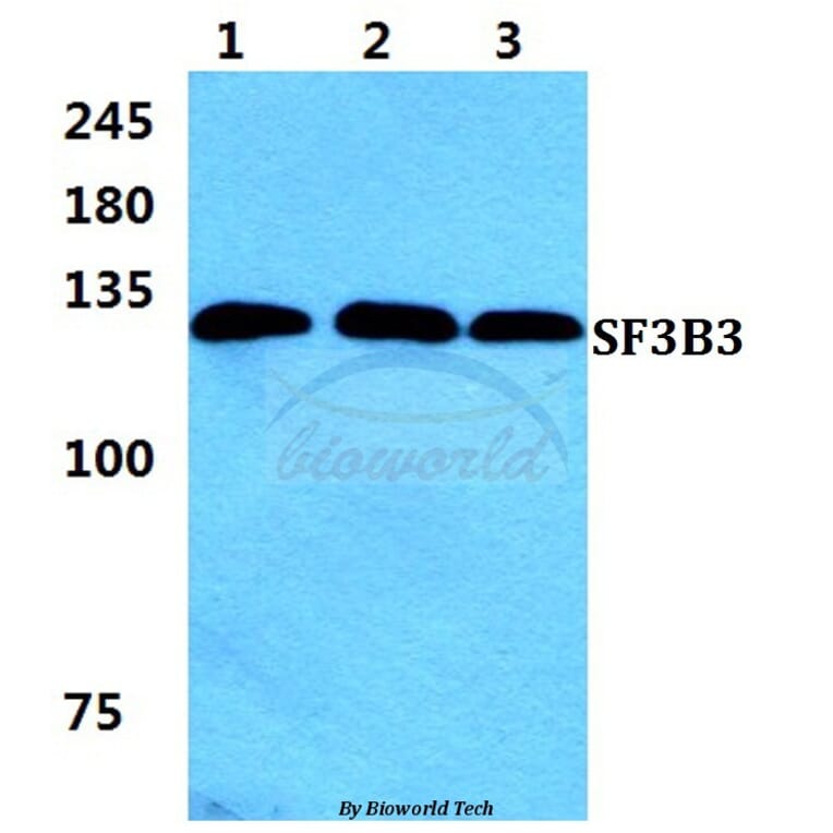 Anti-SF3B3 Antibody from Bioworld Technology (BS5926) - Antibodies.com