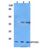 Anti-SFT2D2 Antibody from Bioworld Technology (BS5928) - Antibodies.com