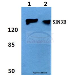 Anti-SIN3B Antibody from Bioworld Technology (BS5930) - Antibodies.com