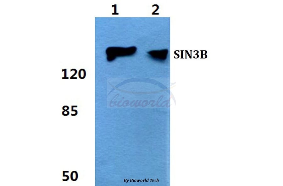 Anti-SIN3B Antibody from Bioworld Technology (BS5930) - Antibodies.com