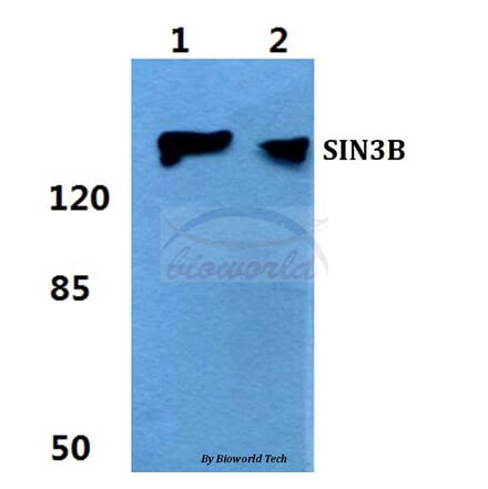 Anti-SIN3B Antibody from Bioworld Technology (BS5930) - Antibodies.com