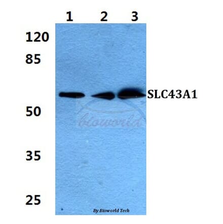 Anti-SLC43A1 Antibody from Bioworld Technology (BS5933) - Antibodies.com