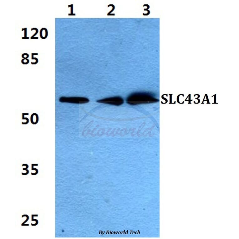 Anti-SLC43A1 Antibody from Bioworld Technology (BS5933) - Antibodies.com
