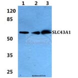 Anti-SLC43A1 Antibody from Bioworld Technology (BS5933) - Antibodies.com