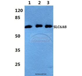 Anti-SLC6A8 Antibody from Bioworld Technology (BS5934) - Antibodies.com