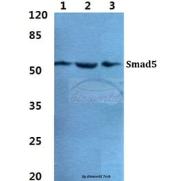 Anti-Smad5 Antibody from Bioworld Technology (BS5937) - Antibodies.com