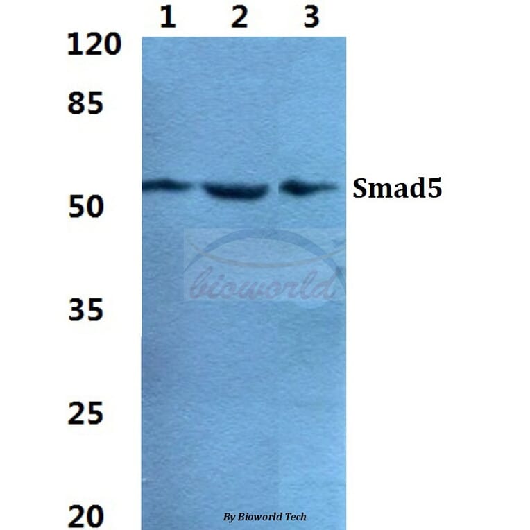 Anti-Smad5 Antibody from Bioworld Technology (BS5937) - Antibodies.com