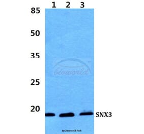 Anti-SNX3 Antibody from Bioworld Technology (BS5941) - Antibodies.com