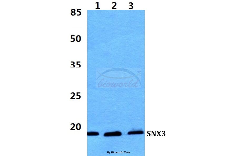 Anti-SNX3 Antibody from Bioworld Technology (BS5941) - Antibodies.com
